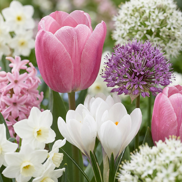 Mélange de bulbes à fleurs roses, grande quantité