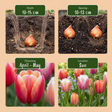 Tulipe Glowing with pride en mélange