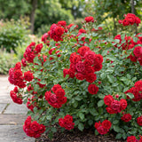 Green boutiQ - Gartenrose - Rosa Rote The Fairy - Rose - Winterhart - Rot - 1 Pflanze - Topf 12cm - Höhe 20-25cm