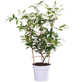 Trachelospermum 'Star of Toscana' - Toskanischer Jasmin Gelb - Ø15cm - ↕65cm
