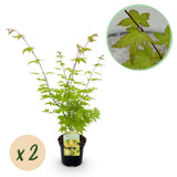 Green boutiQ - Terrassenpflanze - Japanischer Ahorn - Acer palmatum Summergold - Gelb - 2 Pflanzen - Laubabwerfend - Topf 19cm Höhe 70cm