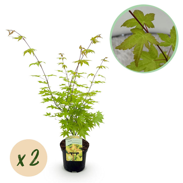 Green boutiQ - Terrassenpflanze - Japanischer Ahorn - Acer palmatum Summergold - Gelb - 2 Pflanzen - Laubabwerfend - Topf 19cm Höhe 70cm