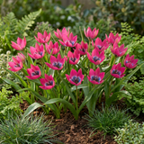 Tulipe botanique Little Beauty