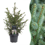 Épicéa de Serbie - Picea omorika - H 70 cm, pot Ø23 cm