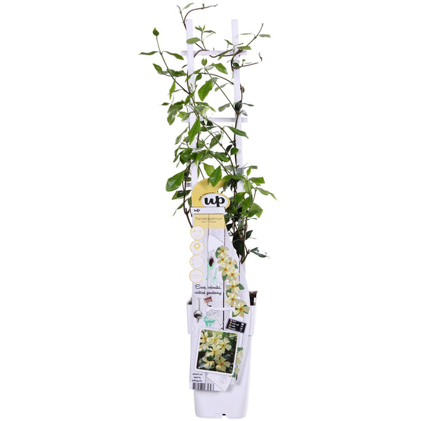 Trachelospermum 'Star of Toscana' - Toskanischer Jasmin Gelb - Ø15cm - ↕65cm