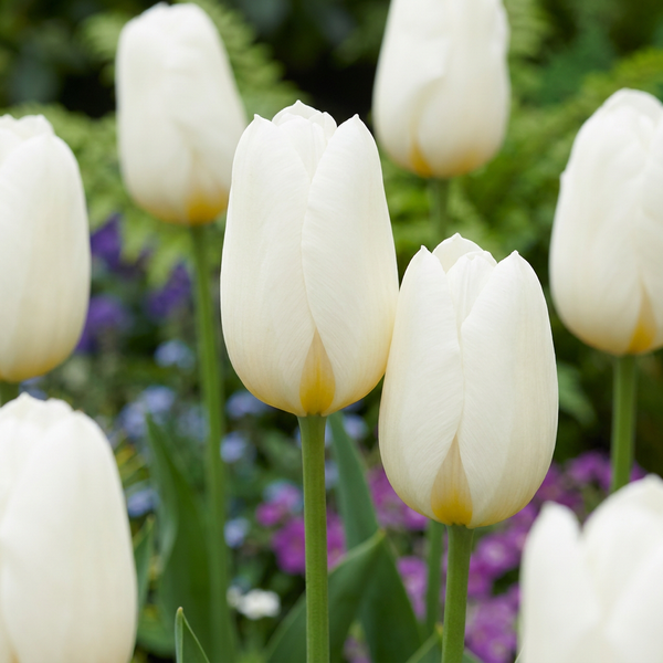 Tulipe triomphe blanche