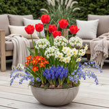 Green boutiQ - Blumenzwiebeln - Bulbs From Holland - Verschiedene Farben - 125 Stück - Geschenkverpackung