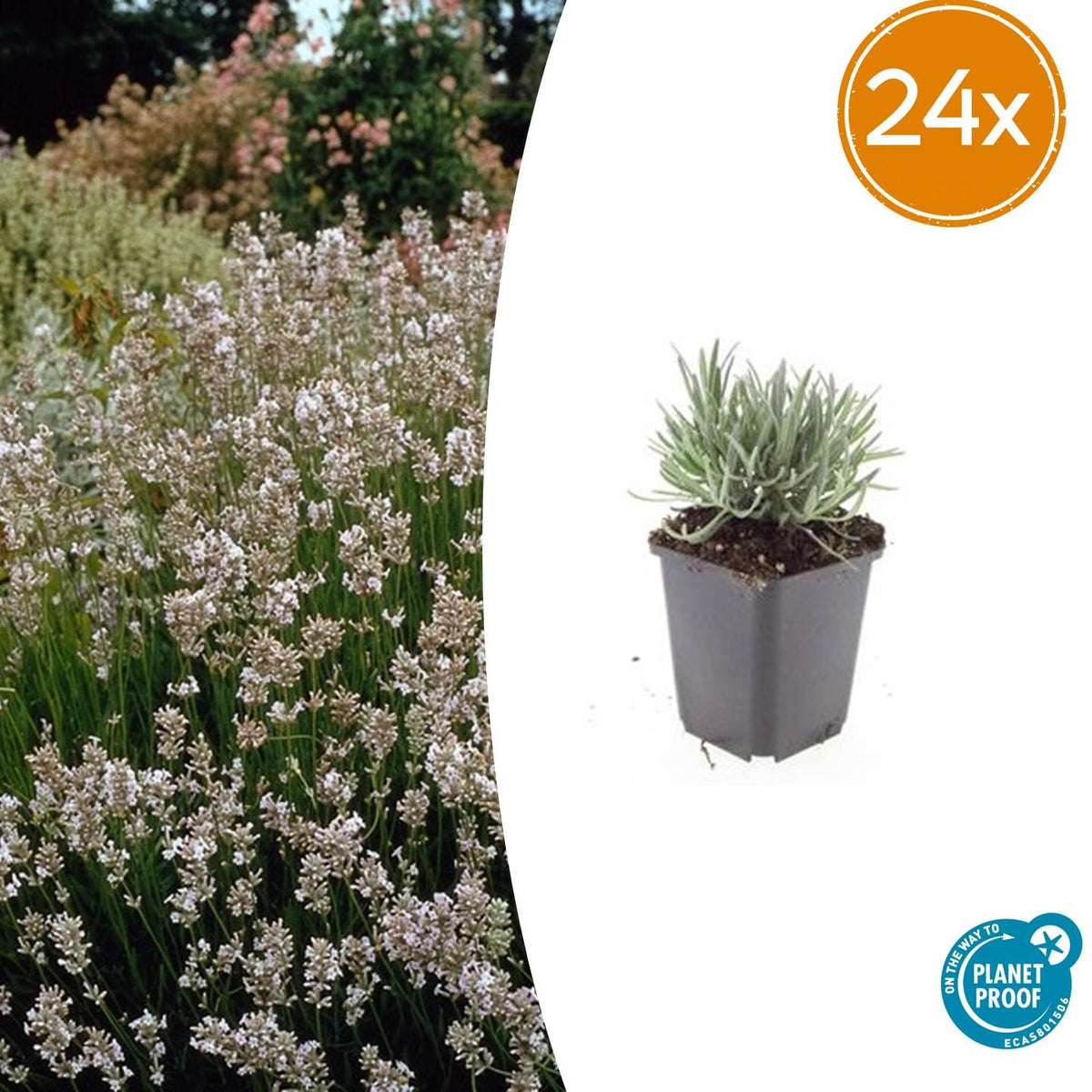Lavandin Edelweiss en godet - Lavandula x intermedia - H 10-25 cm, pot Ø9 cm - photo 7
