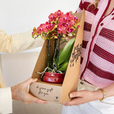 Orchidée Phalaenopsis rouge Blossom Congo - cache-pot Noma rouge et boîte cadeau - pot Ø9 cm