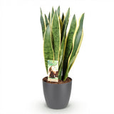Green BoutiQ - Zimmerpflanzen - Sansevieria Laurentii - Bogenhanf - Pflegeleicht - Grün - 1 Pflanze - mit Topf Grau - Topf 21cm - Höhe 70-80cm