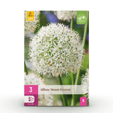 Green boutiQ - Blumenzwiebeln - Allium Mount Everest - Farbe Weiß - 3 Stück - Zwiebelgröße 16/18 - XXL Pack