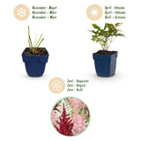 Astilbe en mélange - H 15-25 cm, pot Ø11 cm - photo 4