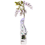 Wisteria sinensis Caroline - Blauregen - Ø15cm - ↕65cm
