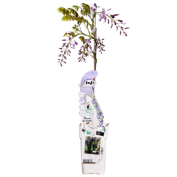 Wisteria sinensis Caroline - Blauregen - Ø15cm - ↕65cm