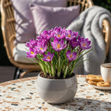 Green boutiQ - Blumenzwiebeln - Krokus Ruby Giant - Farbe Lila - 50 Stück - Zwiebelgröße 5/6 - XXL Pack