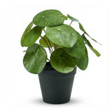 Künstliche Pilea H25cm inkl. Topf