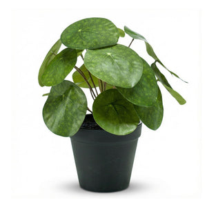 Künstliche Pilea H25cm inkl. Topf