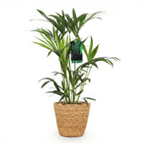 Green boutiQ - Zimmerpflanze - Howea Forsteriana - Kentia-Palme - Wenig Pflege - Grün - 1 Pflanze - mit Korb - Topf 19cm - Höhe 80-85cm