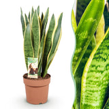 Green BoutiQ - Green is... Zimmerpflanzen - Sansevieria Laurentii - Bogenhanf - Pflegeleicht - Grün - 1 Pflanze - Topf 21cm - Höhe 70-80cm