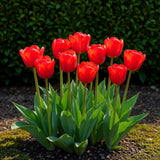 Green boutiQ - Blumenzwiebeln - Tulpe Triumph Red - Farbe Rot - 15 Stück - Zwiebelgröße 11/12 - XXL Pack