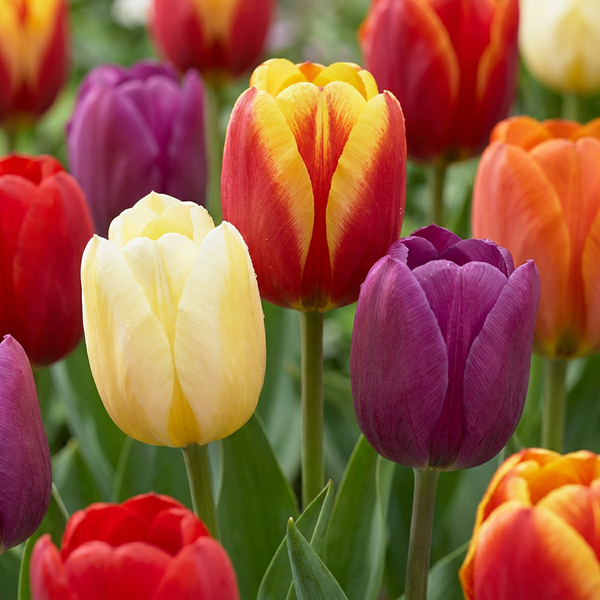 Tulipe triomphe en mélange