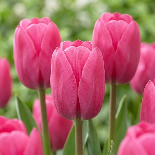 Tulipe triomphe rose