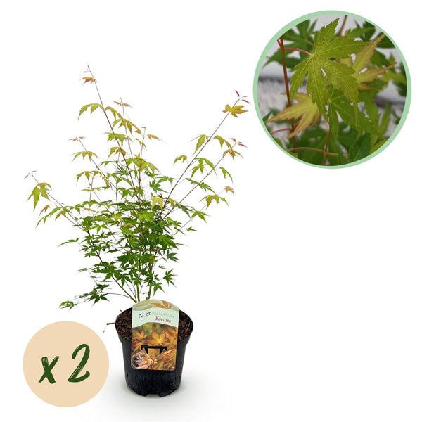 Green boutiQ - Terrassenpflanze - Japanischer Ahorn - Acer palmatum Katsura - Orange - 2 Pflanzen - Laubabwerfend - Topf 19cm Höhe 70cm