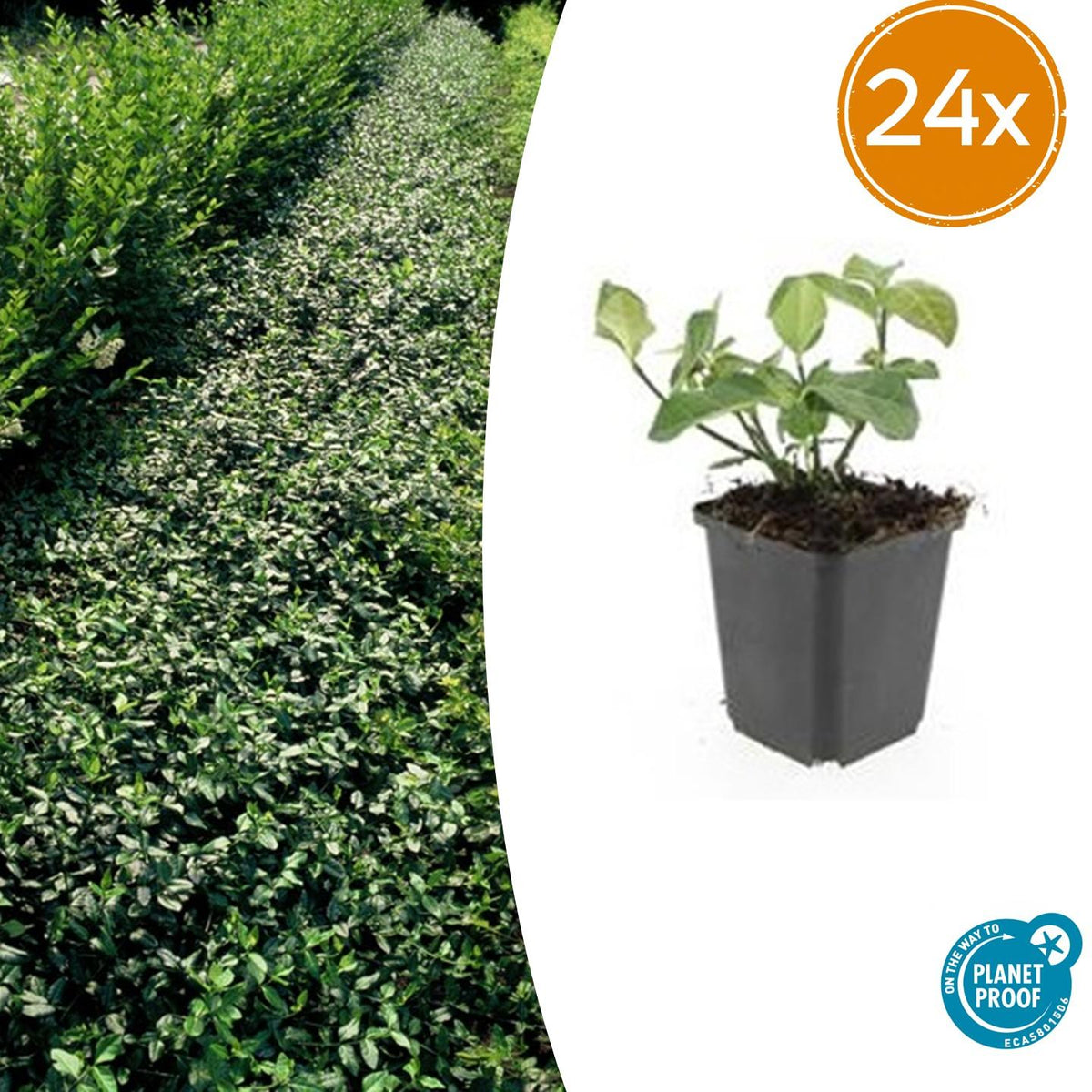 Fusain rampant Dart's Blanket en godet - Euonymus fortunei - H 10-25 cm, pot Ø9 cm - photo 8