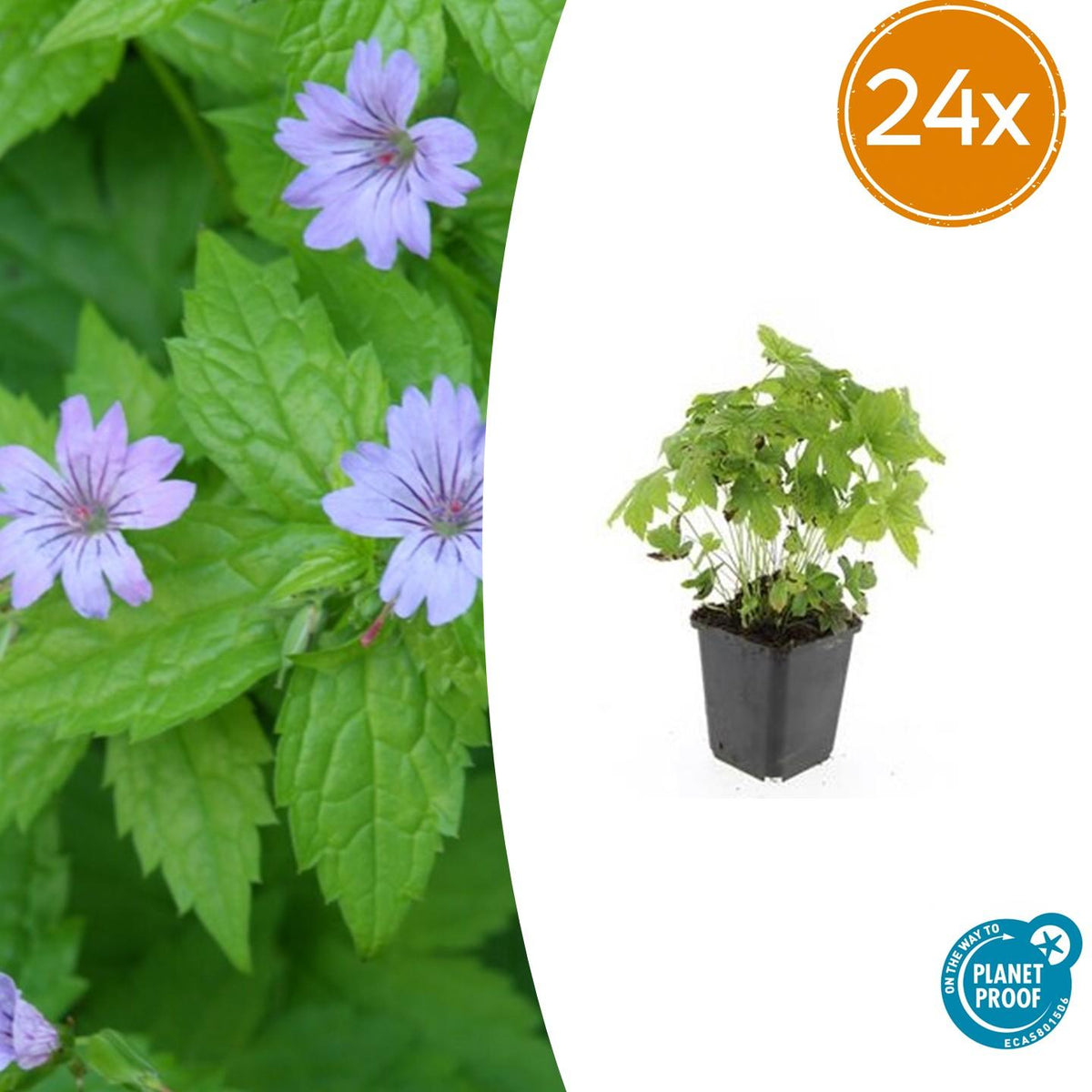 Géranium noueux en godet - Geranium nodosum - H 10-25 cm, pot Ø9 cm - photo 9