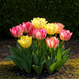 Green boutiQ - Blumenzwiebeln - Tulpe Foxtrot Mix - Verschiedene Farben - 12 Stück - Zwiebelgröße 11/12 - XXL Pack