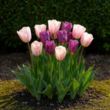 Green boutiQ - Blumenzwiebeln - Tulpenmischung Macron - Verschiedene Farben - 12 Stück - Zwiebelgröße 11/12 - XXL-Packung