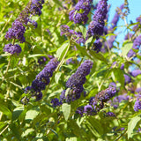 Green boutiQ - Sommerflieder - Buddleja davidii Empire Blue - Blüten Blau - 1 Pflanze - Laubabwerfend - Schmetterlingsanziehend - Topf 17cm Höhe 25cm