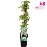 Hydrangea petiolaris - Kletterhortensie - Ø15cm - ↕65cm