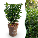 Kit haie Fusain du Japon Green Spire - H 20-25 cm, pot Ø9 cm