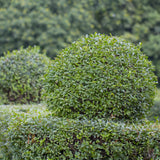 Green boutiQ - Heckenpflanzen - Ligustrum ovalifolium - grüne Blätter - 6 Pflanzen - 1 laufender Meter - immergrün - Topf 17cm Höhe 55cm