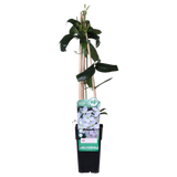 Clematis armandii – Immergrüne Clematis Weiß – Ø15cm – ↕65cm