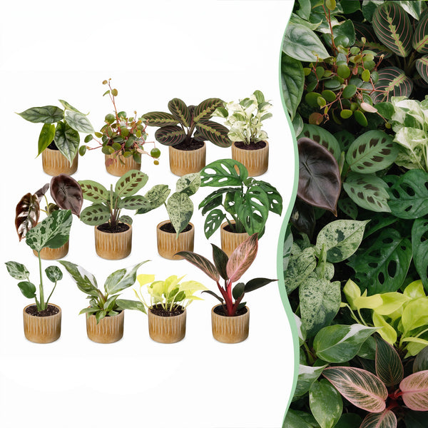 Baby plantes surprise avec cache-pots Linnea miel - lot de 3 à 12 mini plantes - pot Ø6 cm - photo 9