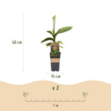 Green boutiQ - Fruitpflanze - Japanische Faserbanane - Musa Basjoo - Winterhart - 2 Pflanzen - Topf 15cm Höhe 50cm
