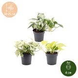 Pothos tricolore - Epipremnum - lot de 3