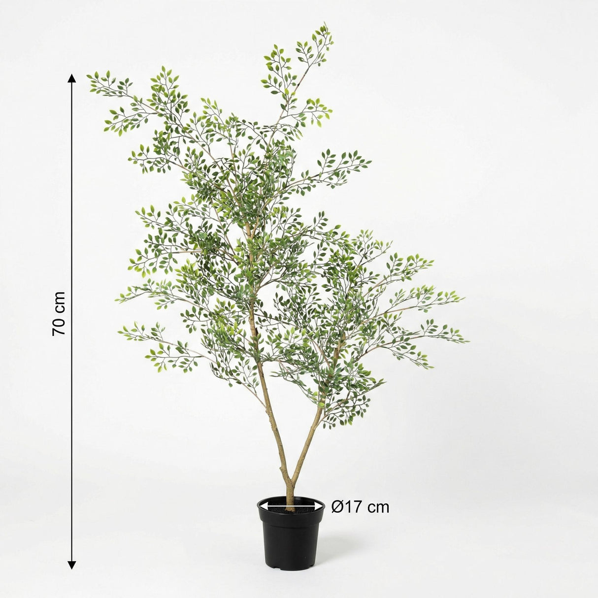 Künstlicher Bucida H71cm