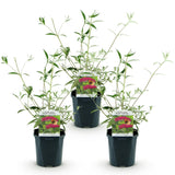 Green boutiQ - Gartenpflanze - Buddleja davidii Royal Red - Schmetterlingsstrauch - Winterhart - Rot - 3 Pflanzen - Topf 17cm - Höhe 45cm