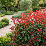 Kit haie Photinia Carré Rouge - H 25-35 cm, pot Ø9 cm