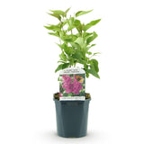 Green boutiQ - Gartenpflanze - Syringa vulgaris Ludwig Spath - Gemeiner Flieder - Winterhart - Violett - 1 Pflanze - Topf 17cm - Höhe 45cm