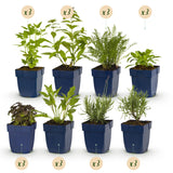Green boutiQ - Staudenbeet-Paket - Duftend - 24 Stauden - 3 m² - Verschiedene Farben - Pflegeleicht - Topf 11cm