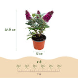 Green boutiQ - Gartenpflanze - Buddleja davidii Butterfly Candy Little Ruby - Schmetterlingsflieder - Kompakt - Rot - 1 Pflanze - Topf 12cm - Höhe 20-25cm