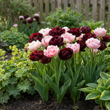 Tulipe Sweet Desire en mélange