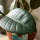 Green boutiQ - Zimmerpflanze - Gummibaum - Ficus Elastica Cloe - Grün - Pflegeleicht - 1 Pflanze - Topf 19cm - Höhe 65cm