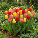 Tulipe Darwin hybride en mélange