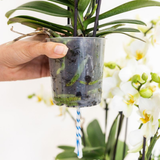 Orchidée Phalaenopsis vieux rose Mineral Treviso avec cache-pot Diabolo vert à réserve d'eau - H 45 cm, pot Ø9 cm