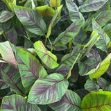 Green boutiQ - Fruitpflanze - Japanische Faserbanane - Musa Ever Red - Winterhart - 2 Pflanzen - Topf 15cm Höhe 50cm